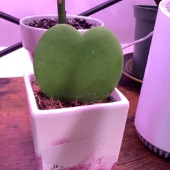 Sweetheart Hoya plant