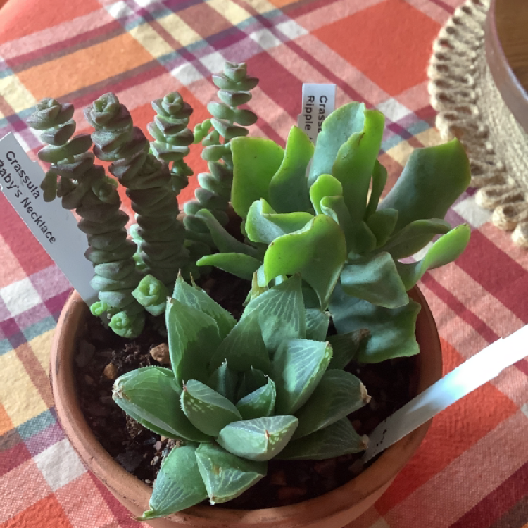 Potted arrangement of succulents including Cathedral Window Haworthia on a checkered tablecloth.