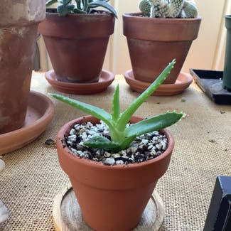 Short-Leaved Aloe plant in Chicago, Illinois