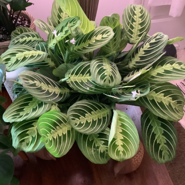 Lemon Lime Prayer Plant with vibrant green leaves and small flowers.