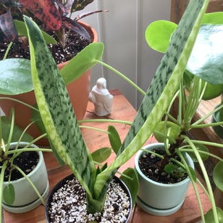 Snake Plant plant in Decatur, Illinois