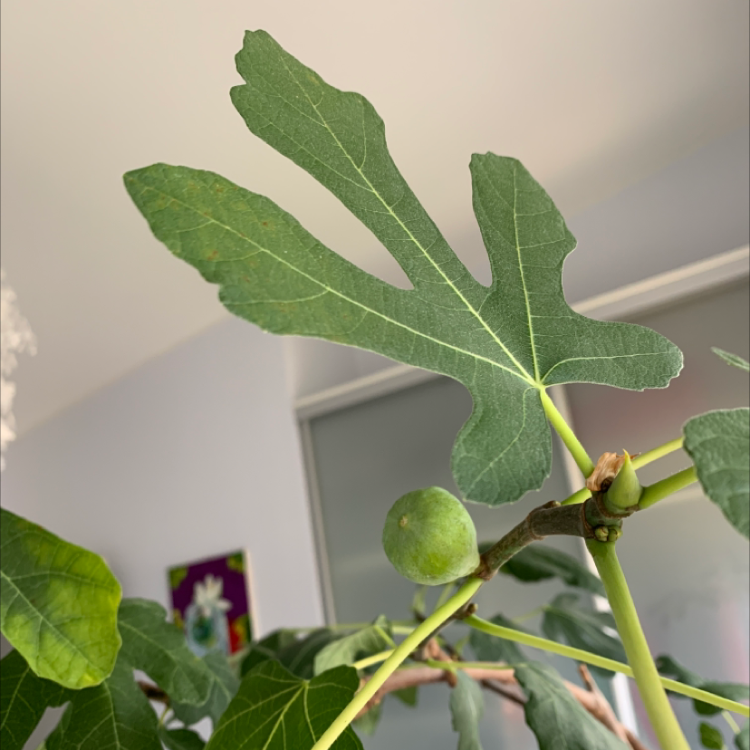 Brown Turkey Fig plant with a green fig and healthy leaves indoors.