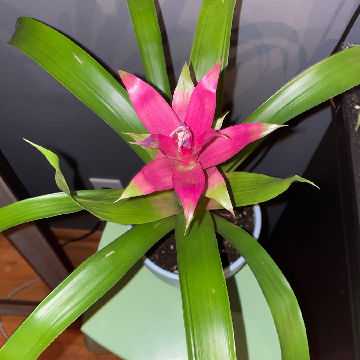 Blushing Bromeliad with vibrant pink central leaves and healthy green outer leaves.