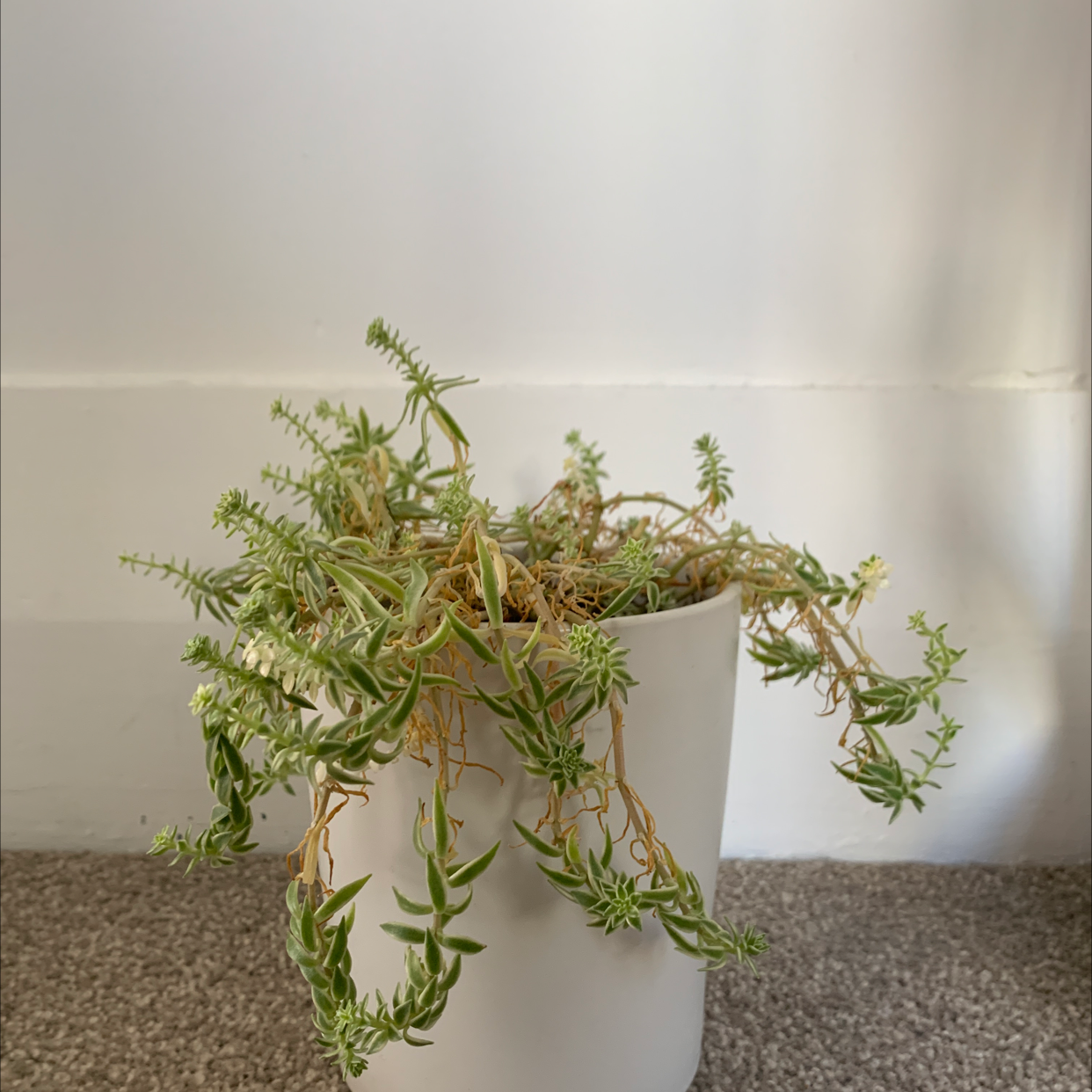 Potted Annual Stonecrop plant with trailing stems and some yellowing leaves.