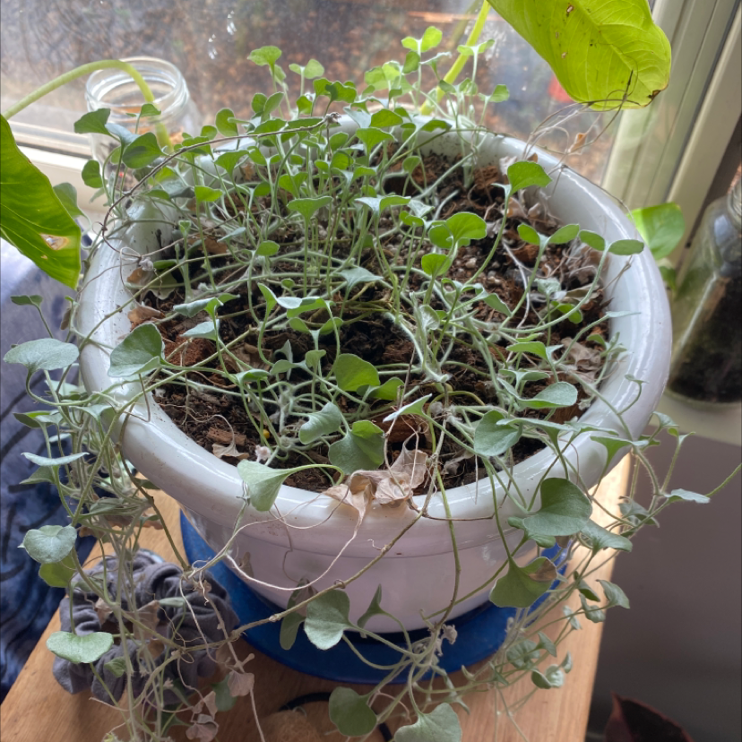 Potted Silver Ponysfoot plant with some leaf discoloration and visible soil.