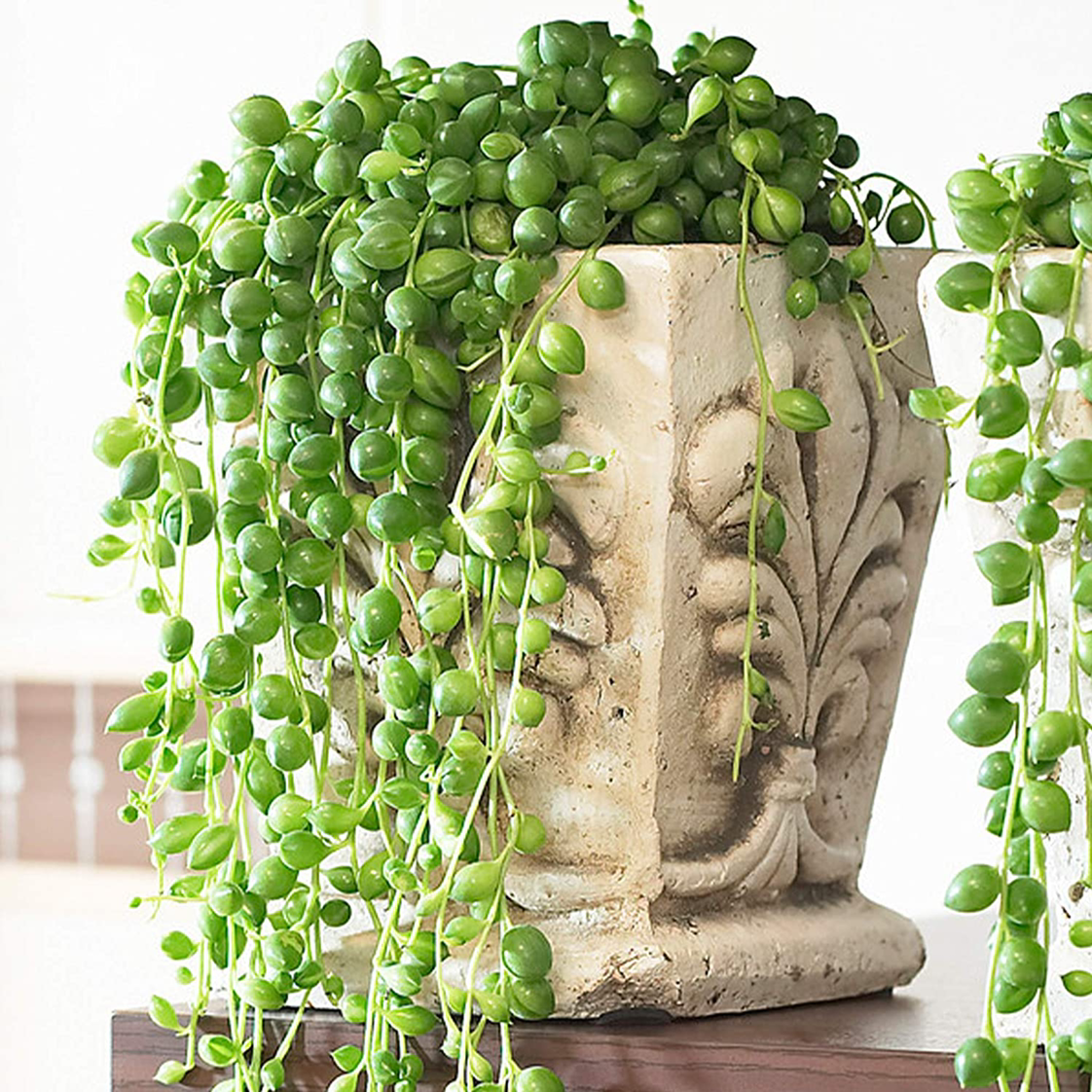 Photo of the plant species String of Pearls by @Shlob named String of Pearls on Greg, the plant care app