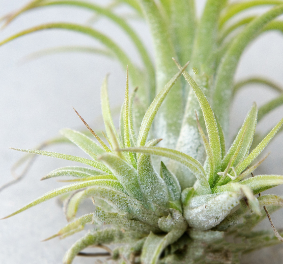 Photo of the plant species Blushing Bride Air Plant by @Shlob named Air Plant on Greg, the plant care app