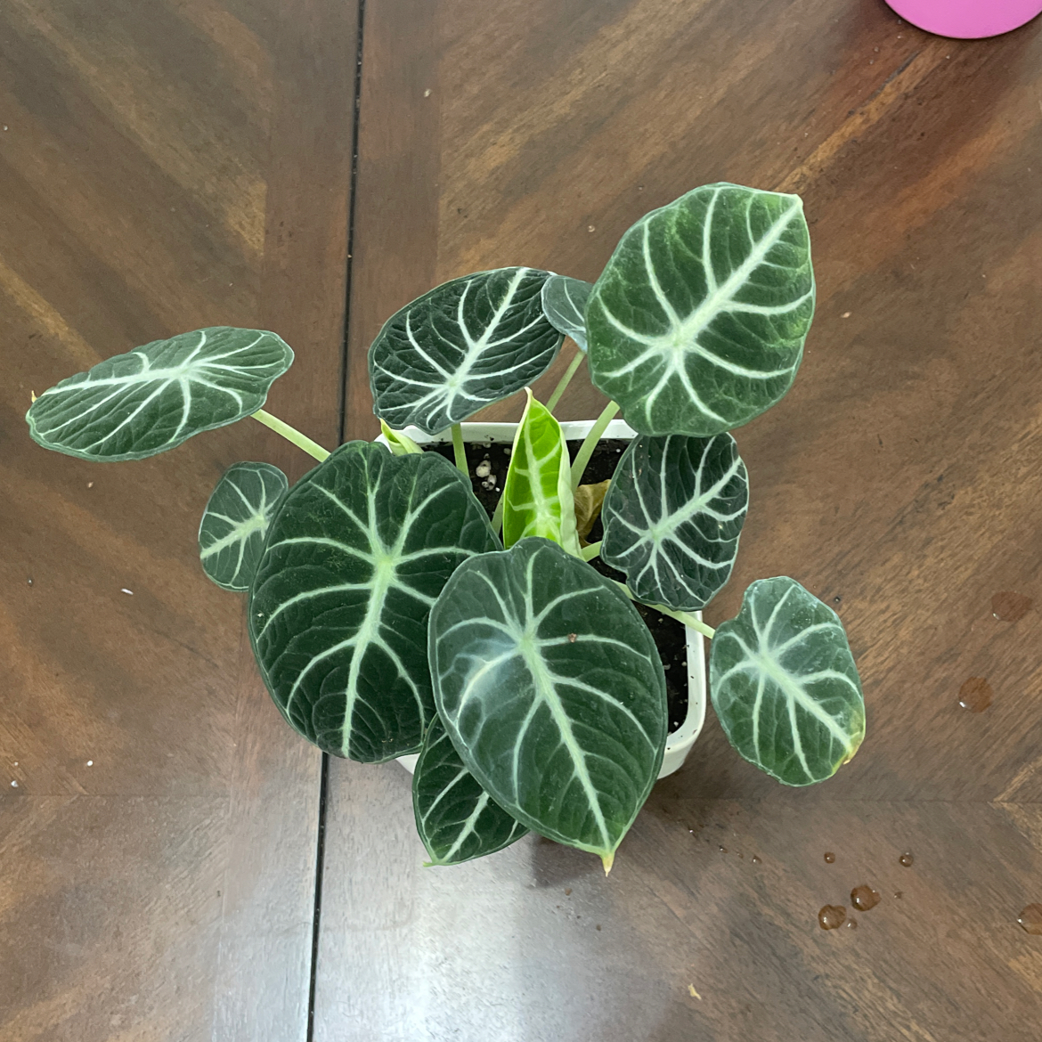 Healthy Alocasia Ninja plant with dark green leaves and white veins.