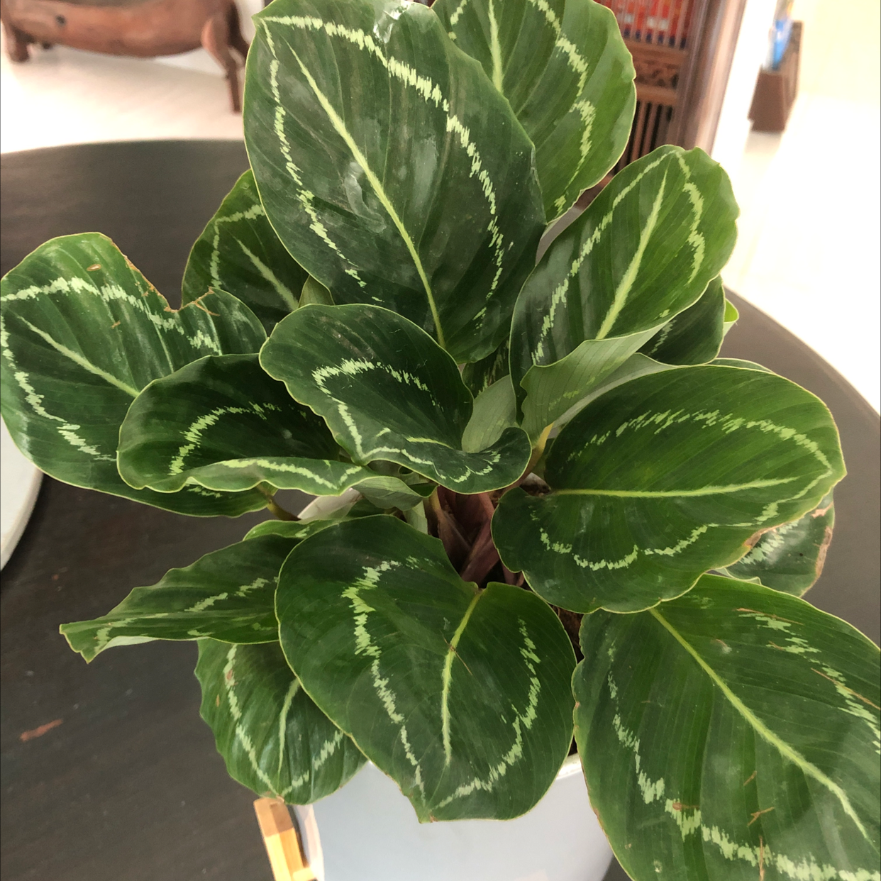 Calathea 'Medallion' plant photo by @nikitamenonv named Thea Thermopolis on Greg, the plant care app.