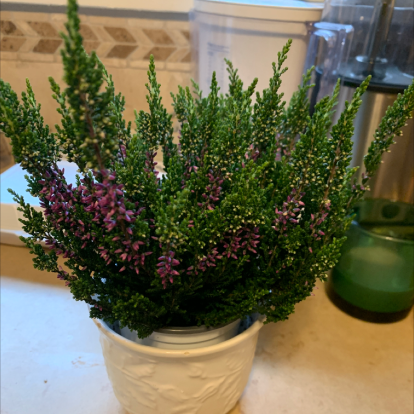 Potted Heather plant with dense green foliage and small purple flowers.