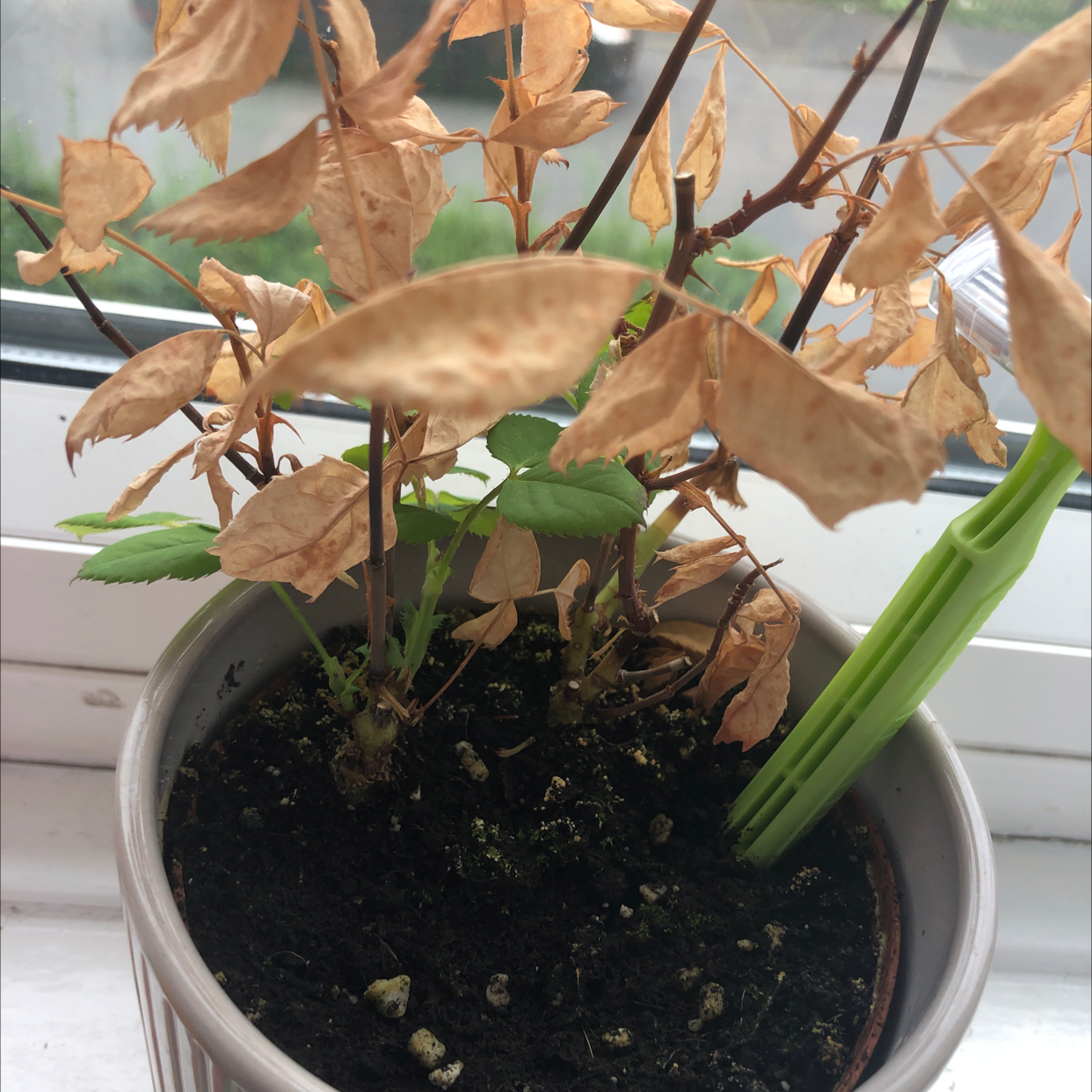 Best Soil Potting Mix for Japanese Knotweed