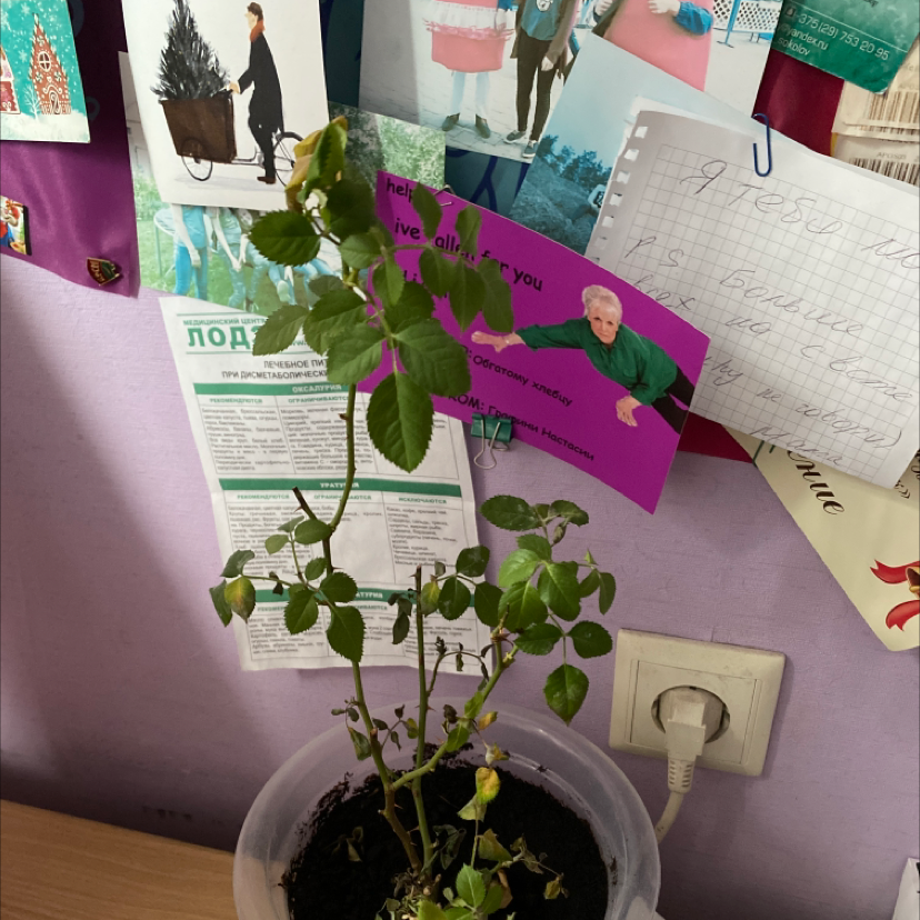 Photo of the plant species Parade Rose by Eliza named Your plant on Greg, the plant care app
