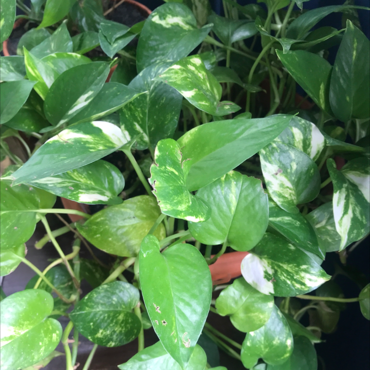 Taro Vine plant photo by Blossom named Pothos on Greg, the plant care app.