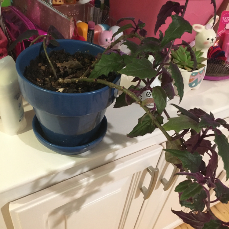 Purple Velvet Plant in a blue pot with green and purple leaves.