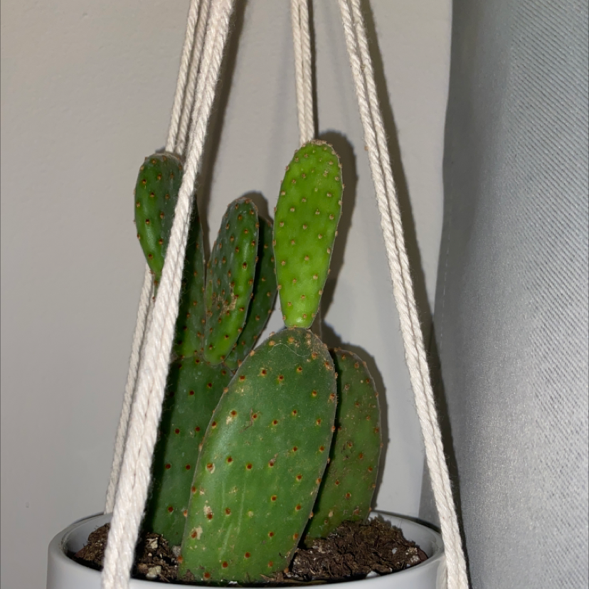 Woolyjoint Prickly Pear cactus in a hanging pot, healthy and well-framed.