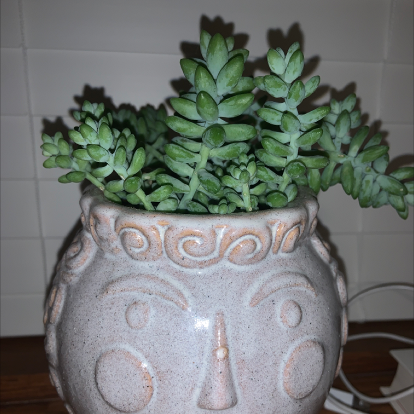 Burro's Tail plant photo by @avalofgreen named Sherlock on Greg, the plant care app.