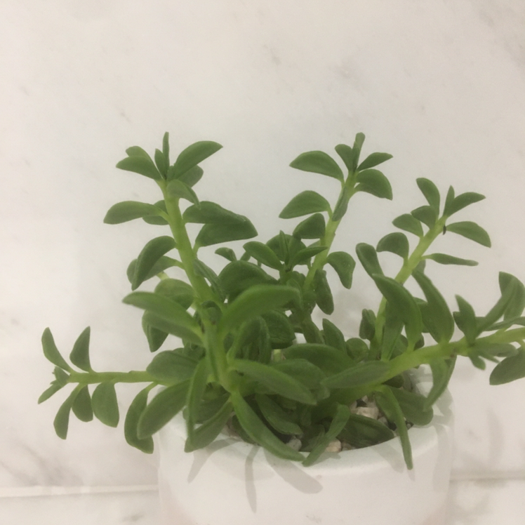 Photo of the plant species Stringy Stonecrop by @ellit named Miley on Greg, the plant care app