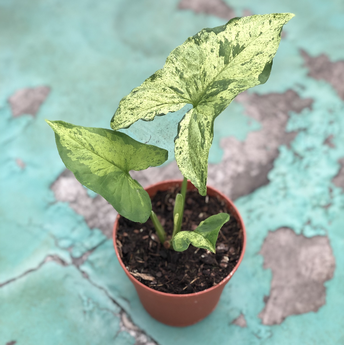 Photo of the plant species Syngonium podophyllum 'Mojito' by @Happysong named Homer on Greg, the plant care app