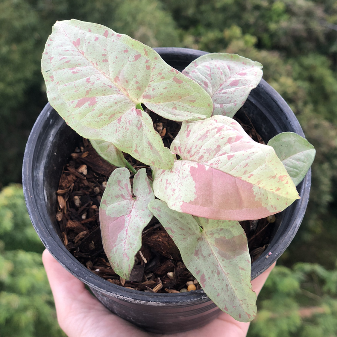 Photo of the plant species Syngonium 'Milk Confetti' by @Happysong named Mollie on Greg, the plant care app