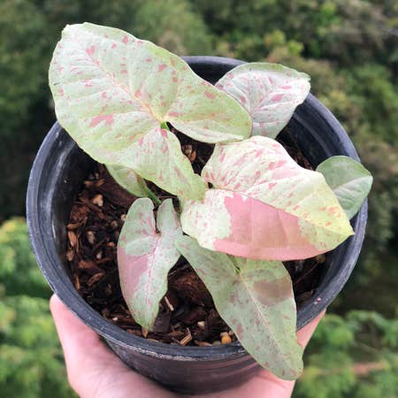 Photo of the plant species Syngonium 'Milk Confetti' by Happysong named Mollie on Greg, the plant care app