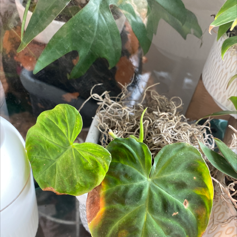 Ecuador Philodendron with yellowing and browning leaves, potted with moss cover.