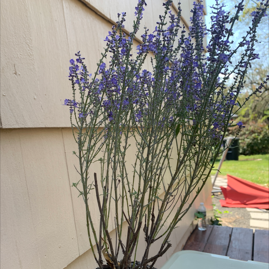 Photo of the plant species Daisy-Leaved Toadflax by Alexis named Lavender on Greg, the plant care app