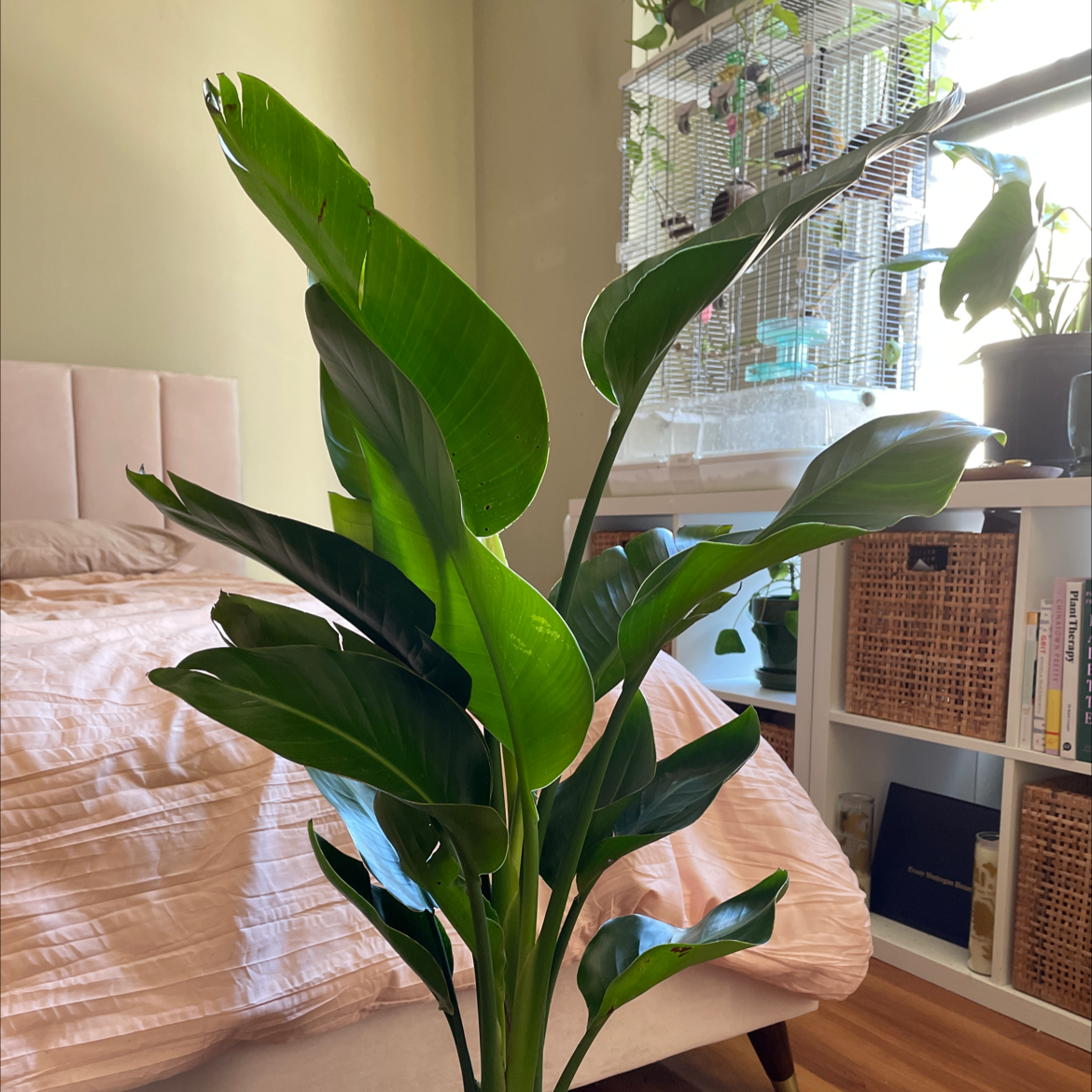 White Bird of Paradise plant photo by @Lovedaynamarie named Blanca on Greg, the plant care app.