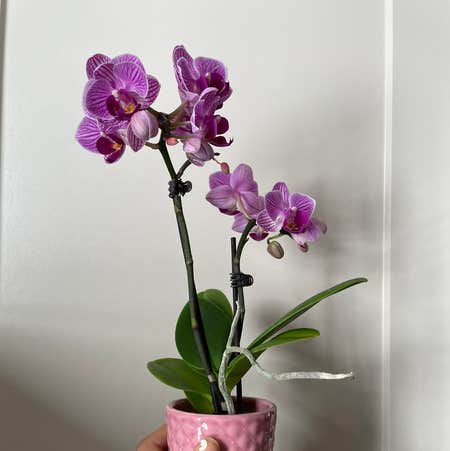 Orchid Care 101: Your Guide to Growing Orchids - Birds and Blooms