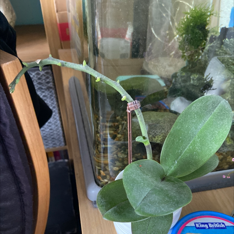 Photo of the plant species Japanese Poinsettia by Kelly named Your plant on Greg, the plant care app