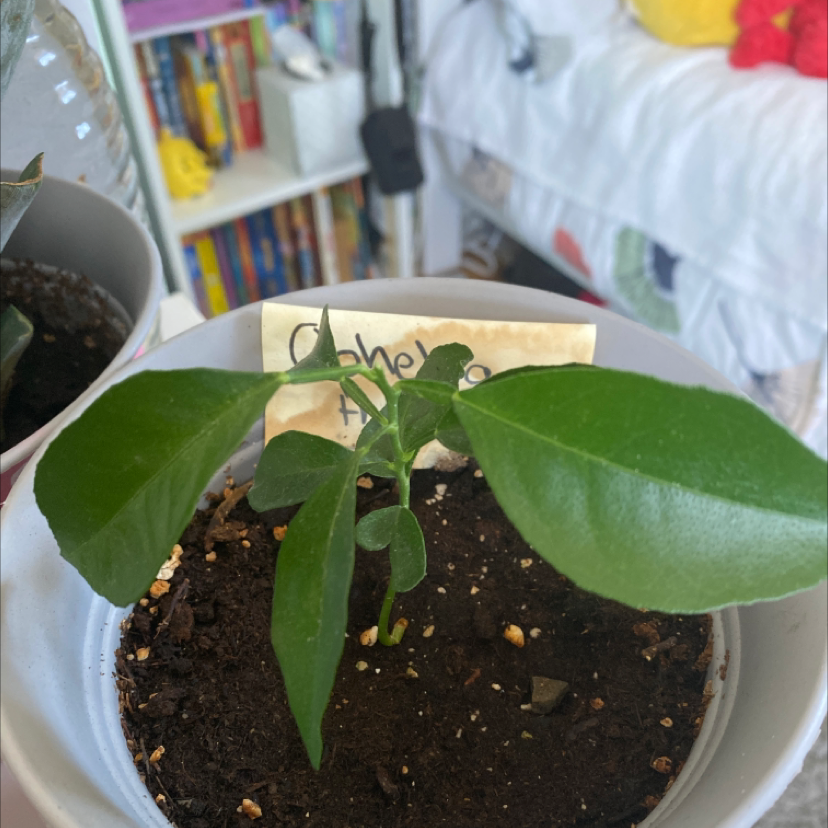 🍊 Why Are My Orange Tree Leaves Droopy?