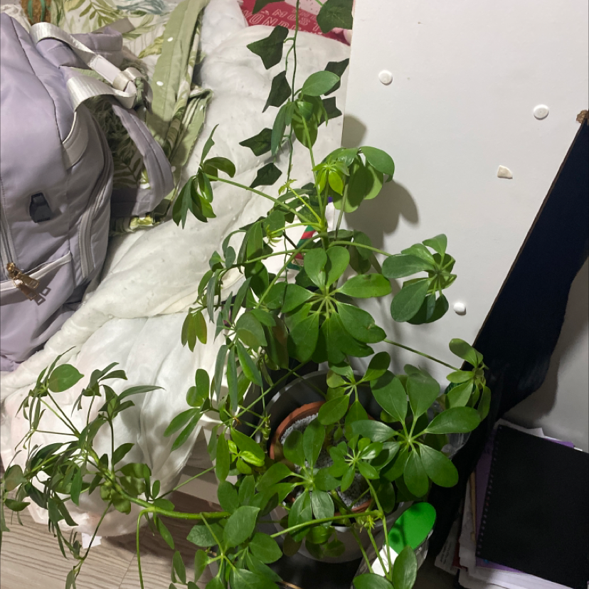 Dwarf Umbrella Tree plant photo by @nebulaevie named Sunny on Greg, the plant care app.