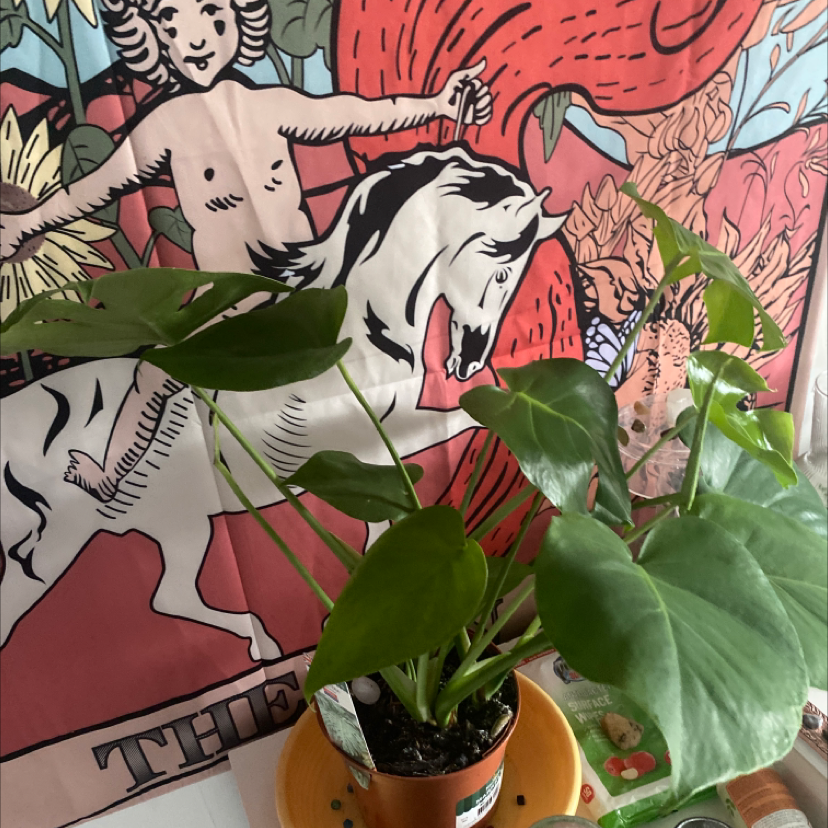 Monstera plant photo by @nebulaevie named Lil Nas X on Greg, the plant care app.