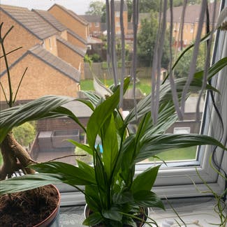 Peace Lily plant in Corby, England