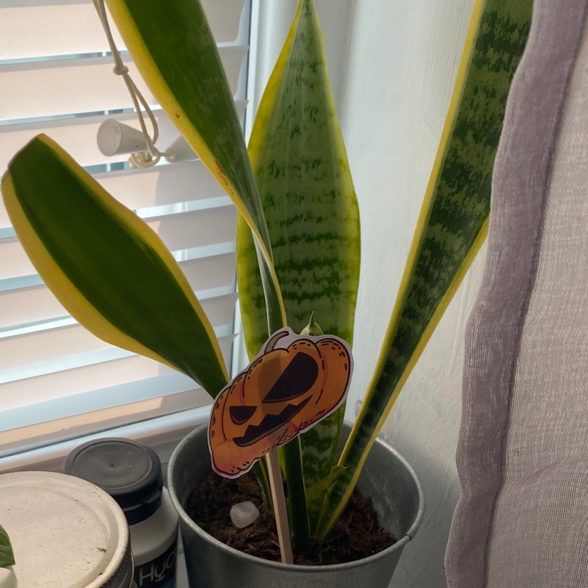 Snake Plant plant photo by @nebulaevie named Noodle on Greg, the plant care app.