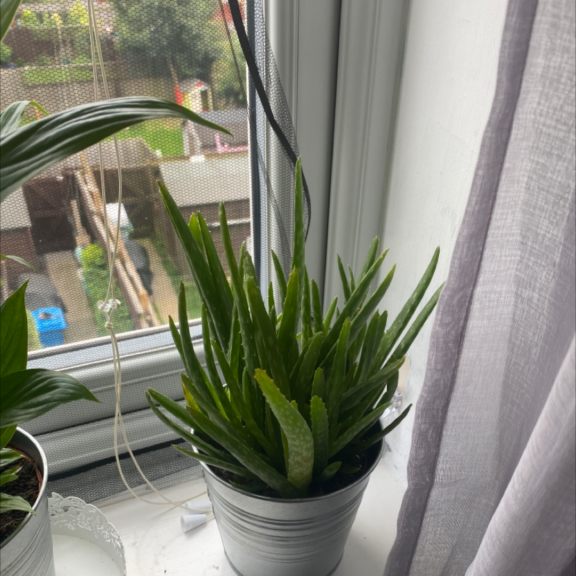 Aloe vera plant photo by @nebulaevie named Aloe on Greg, the plant care app.