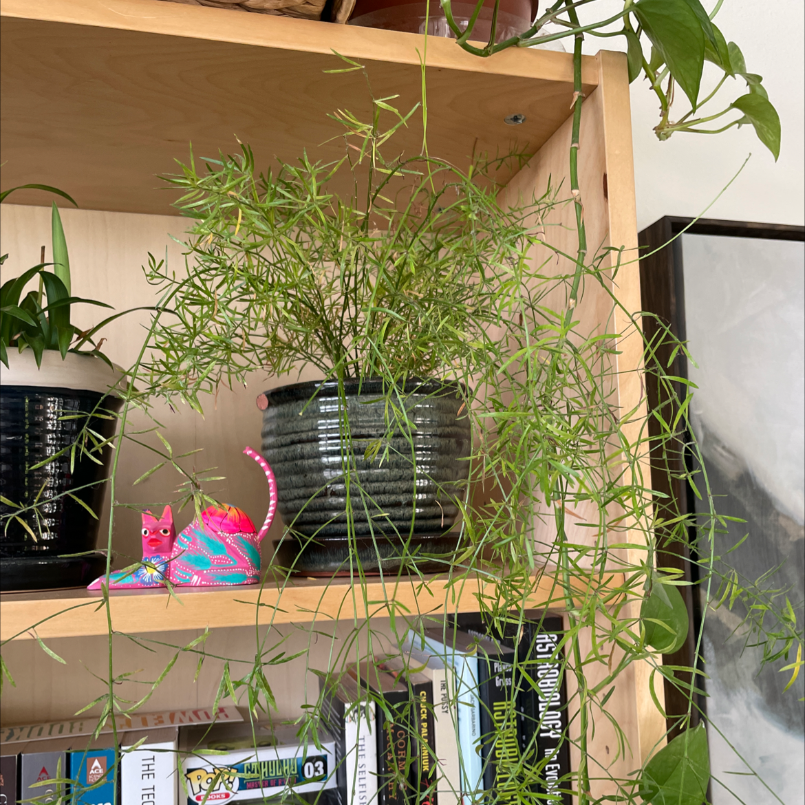 Healthy plume asparagus plant in black pot on wooden shelf with origami figures, long thin green stems growing upward and out.