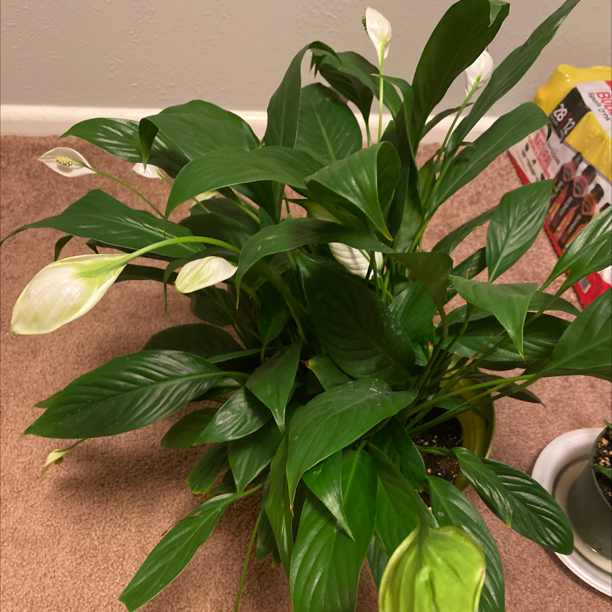 Peace Lily plant photo by Julia named Peace on Greg, the plant care app.