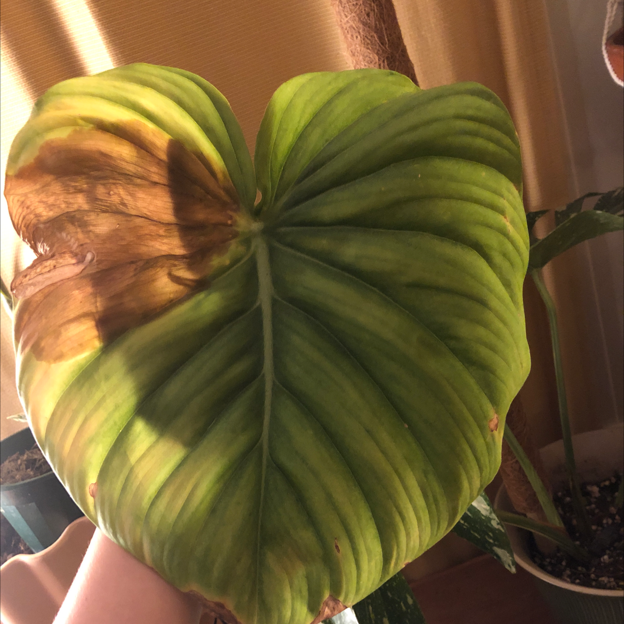 Philodendron 'McDowell' with a large leaf showing browning on one side. Hand holding the plant.