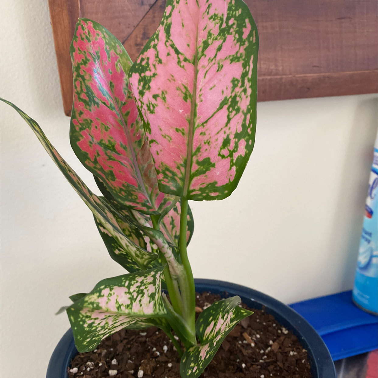 Photo of the plant species Pink Dalmatian Aglaonema by @kmiles93 named Audrey on Greg, the plant care app