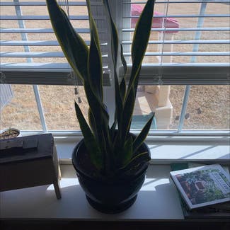 Snake Plant plant in Anderson, South Carolina