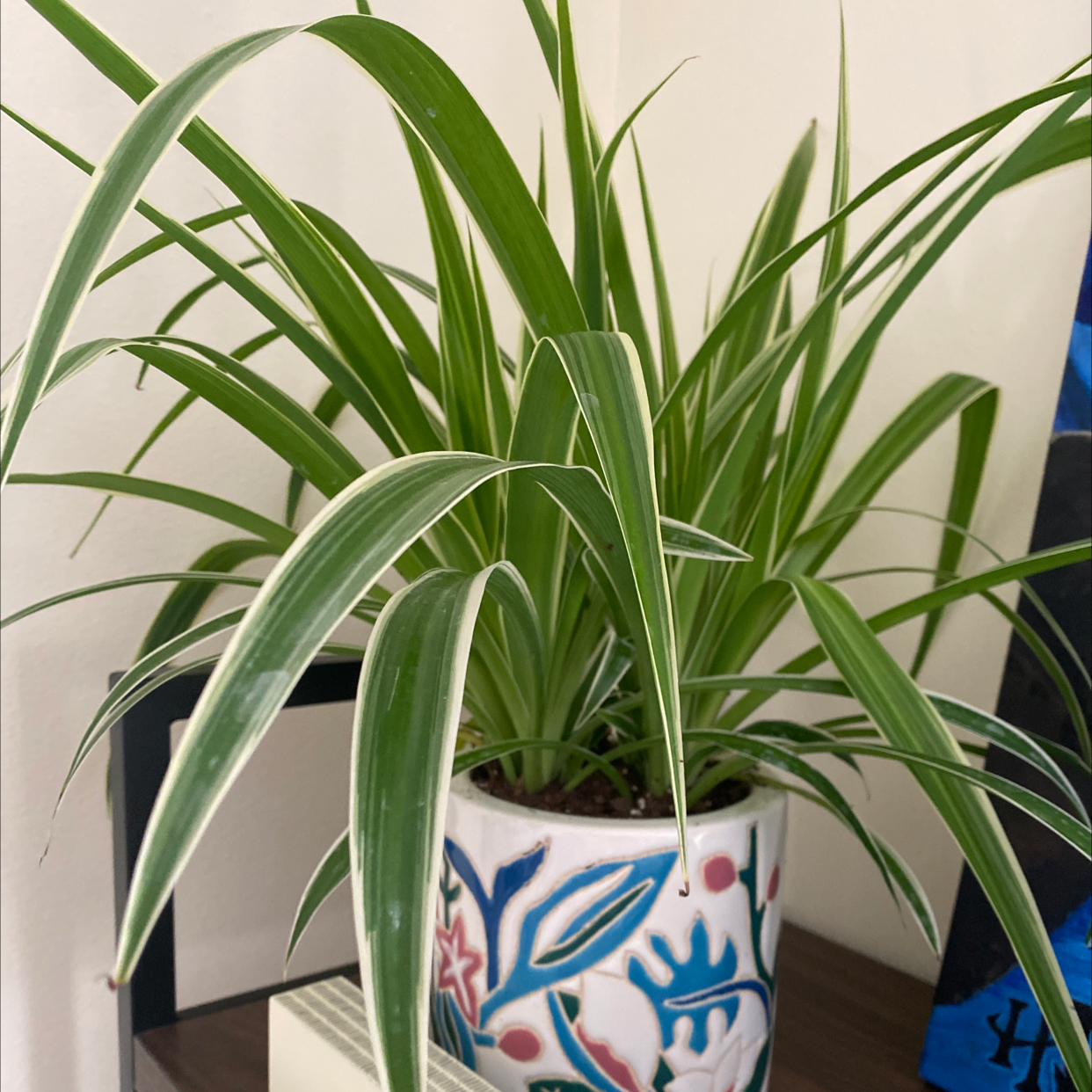 Photo of the plant species Spider Plant 'Variegatum’ by @kmiles93 named Aragog on Greg, the plant care app