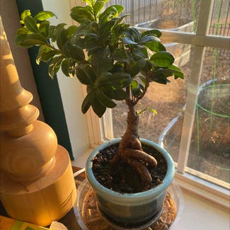 Ficus Ginseng plant in Anderson, South Carolina