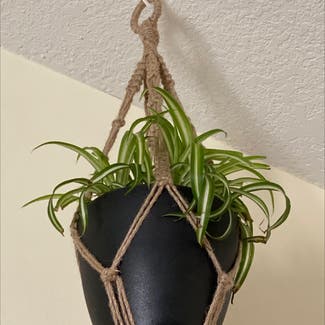 Spider Plant plant in Anderson, South Carolina