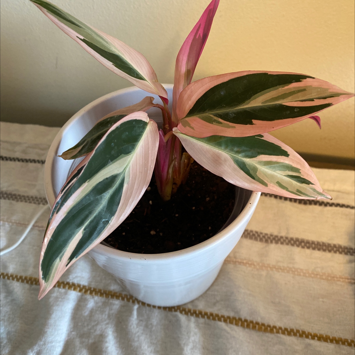 Photo of the plant species Triostar Stromanthe by @kmiles93 named Regina George on Greg, the plant care app