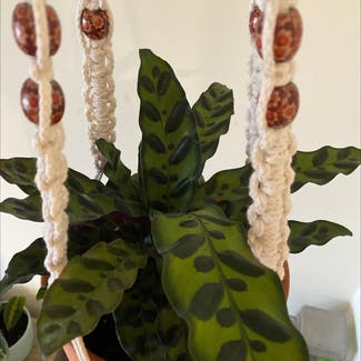 Rattlesnake Plant plant in Anderson, South Carolina