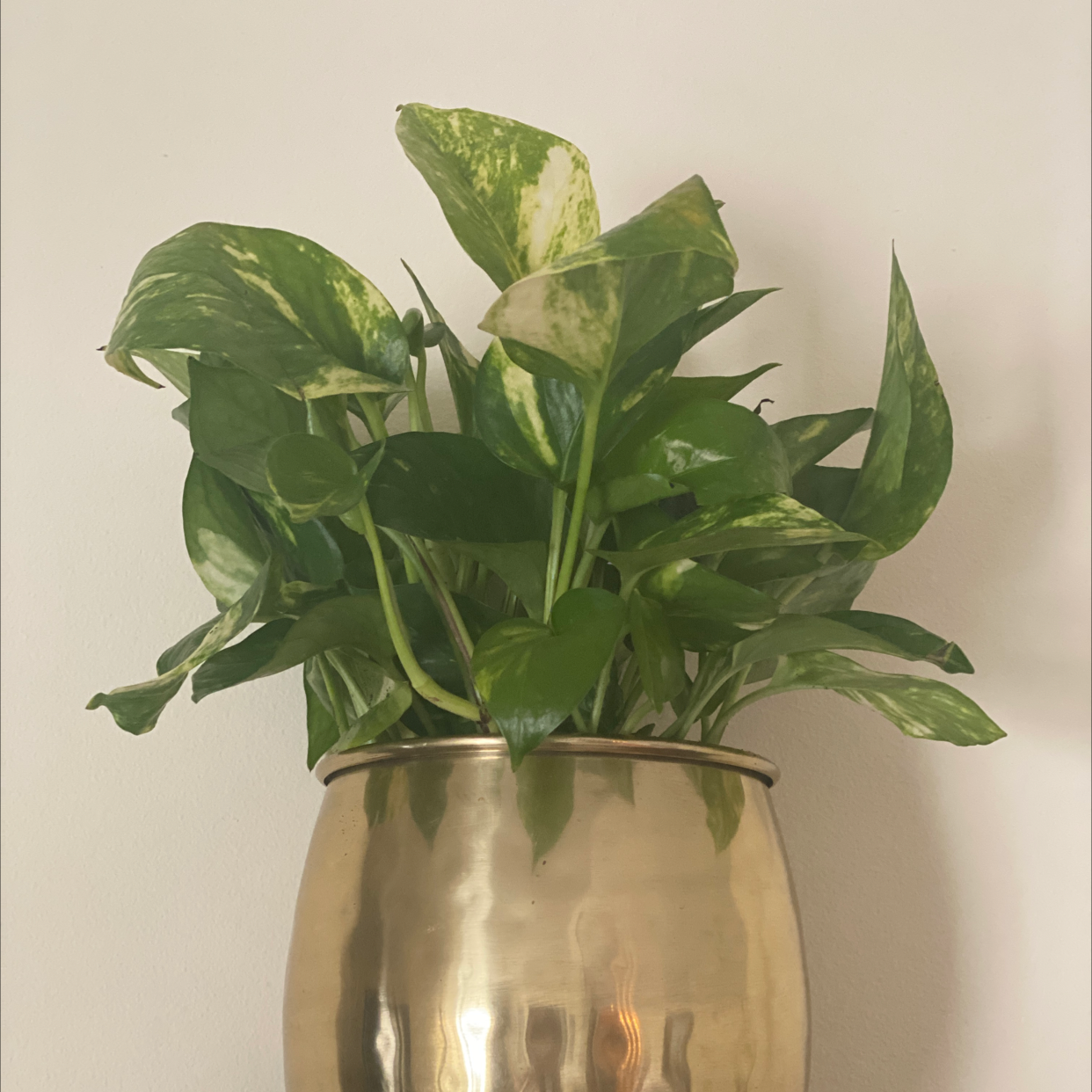 Hawaiian Pothos plant in a metallic pot with green variegated leaves.