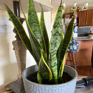 Snake Plant plant in Anderson, South Carolina