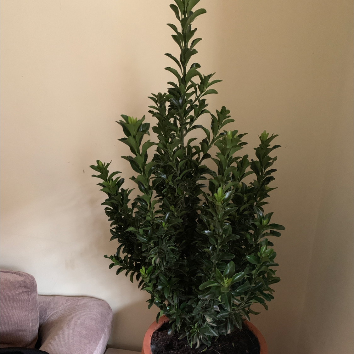 Why Are My Common Boxwood Leaves Turning Yellow? 💛