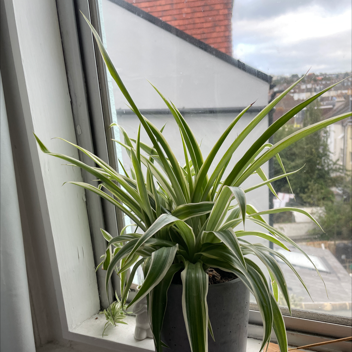 Spider Plant plant photo by . named Your plant on Greg, the plant care app.