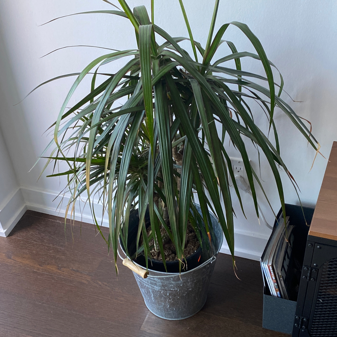 Open Weave Dragon Tree in a pot indoors with healthy green leaves.